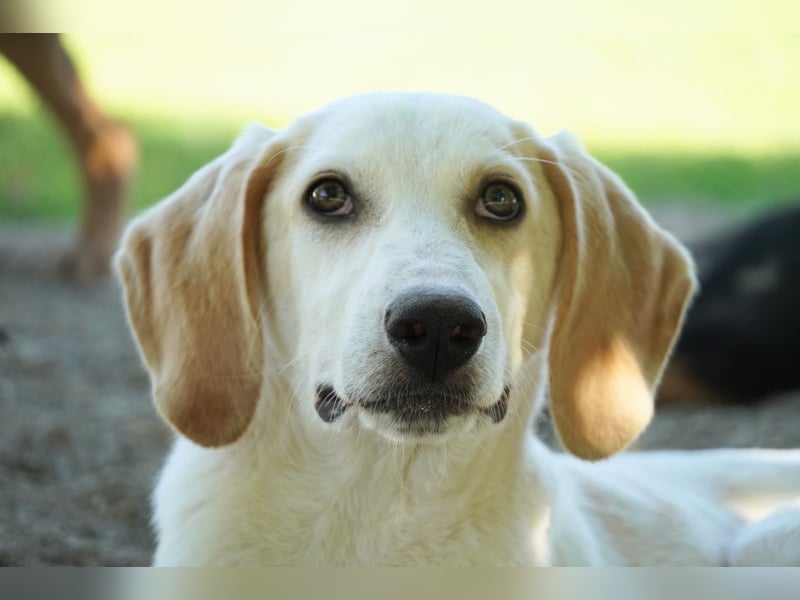 Deddy - Zuckerschneckchen sucht Menschenfamilie