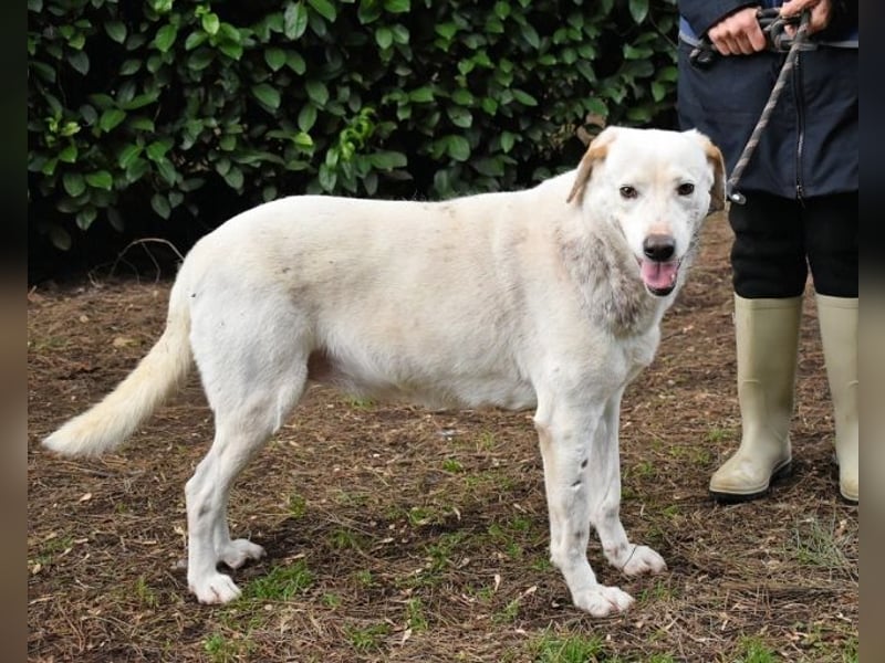 Ghemon - Der sanfte Träumer im Canile