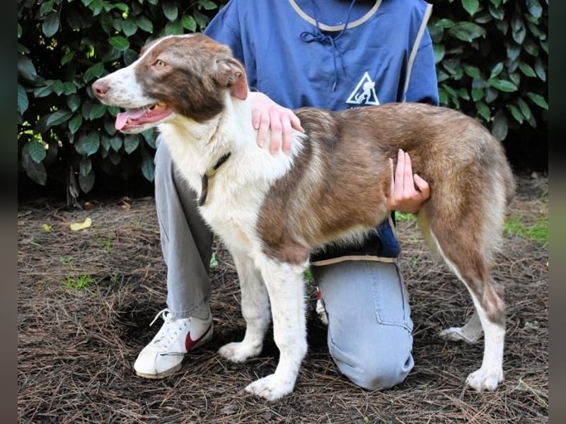 Carissa - Es war ein kalter Abend im späten Herbst ...