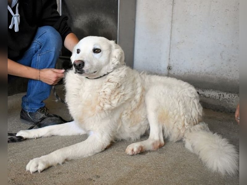 Walcott - Liebesbedürftig und mit einem Wunsch: eine eigene Familie