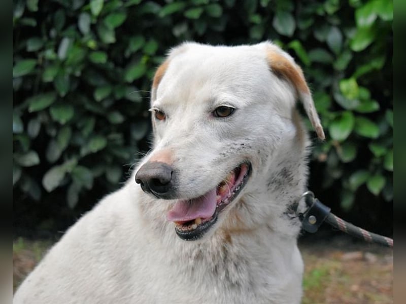 Ghemon - Der sanfte Träumer im Canile