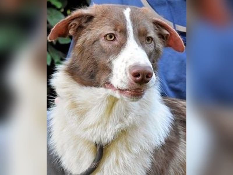 Carissa - Es war ein kalter Abend im späten Herbst ...