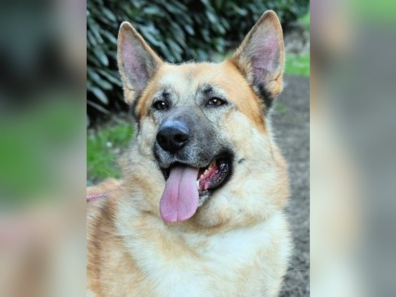 Oddy - Der "Seltsame" mit den Bernsteinaugen