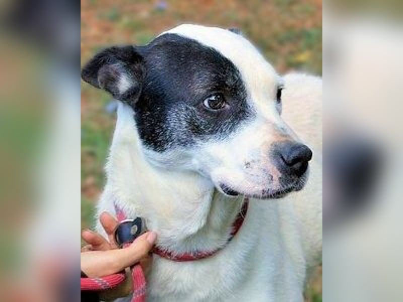 Camellia - sucht ihr Zuhause Camellia - sucht ihr Zuhause