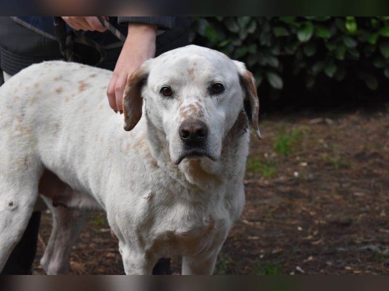 Ginko - SOS - Drei Brüder in großer Not