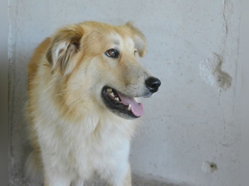 Lauritz - sucht seinen Platz im Leben Lauritz - sucht seinen Platz im Leben