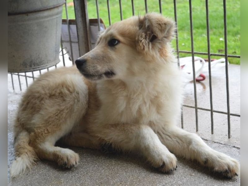 Lauritz - sucht seinen Platz im Leben Lauritz - sucht seinen Platz im Leben