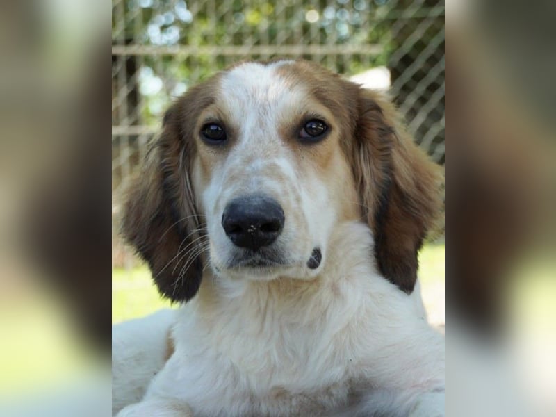 Valerio - Zuckerschneckchen sucht Menschenfamilie