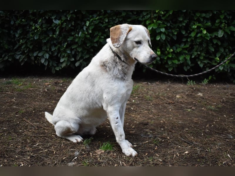 Ghemon - Der sanfte Träumer im Canile