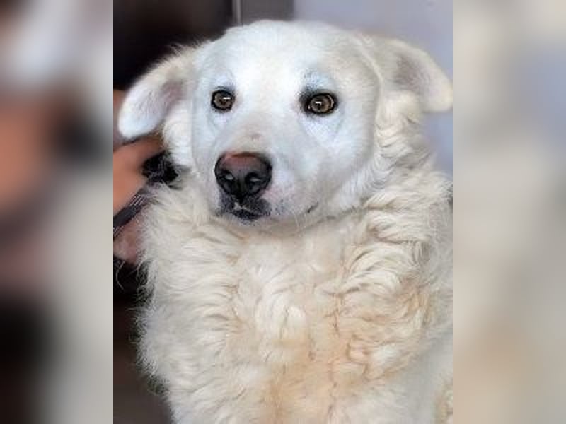 Walcott - Liebesbedürftig und mit einem Wunsch: eine eigene Familie