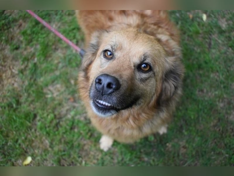 Graziana - eine sanfte Hündin mit großem Herzen und gelassener Neugier