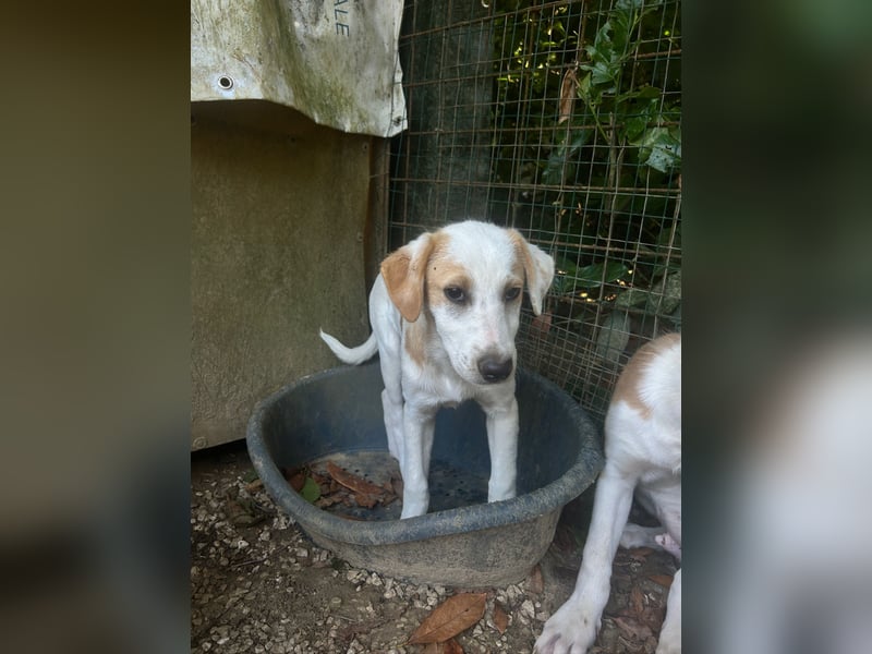 Wafer - Die leise Hoffnung, dass etwas Besseres kommt