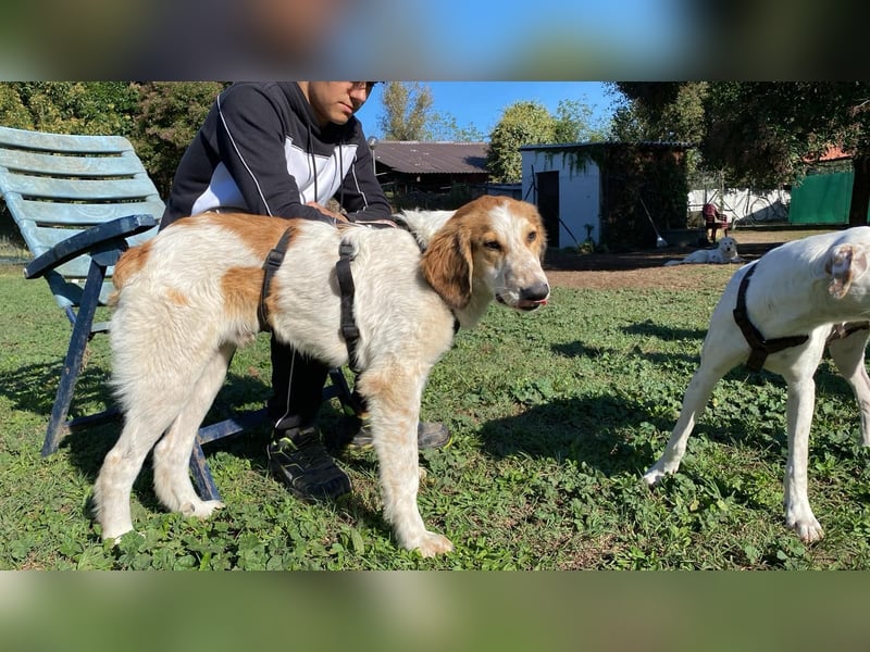 Valerio - Zuckerschneckchen sucht Menschenfamilie