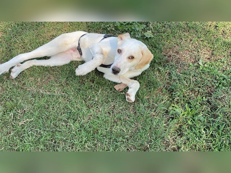 Deddy - Zuckerschneckchen sucht Menschenfamilie