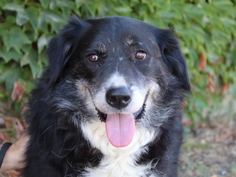 Carmine - Bereit für den Neustart