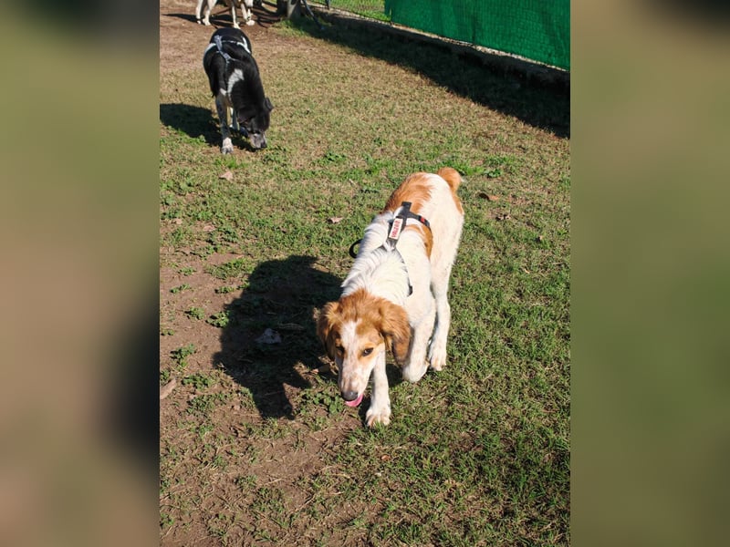 Valerio - Zuckerschneckchen sucht Menschenfamilie