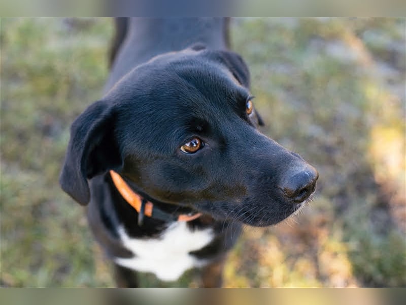 Larry: Sportskanone sucht Gleichgesinnte