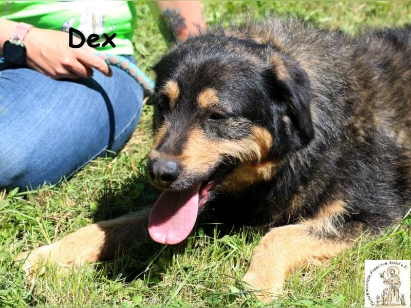 Dex – Schluss mit Geschwister-WG, her mit dem Einzelzimmer!