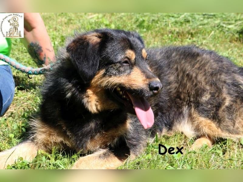 Dex – Schluss mit Geschwister-WG, her mit dem Einzelzimmer!