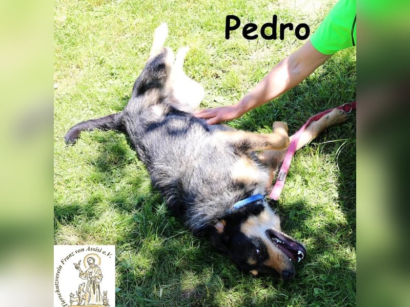 Pedro – Der Anfang von etwas Gutem! Pedro – Der Anfang von etwas Gutem!