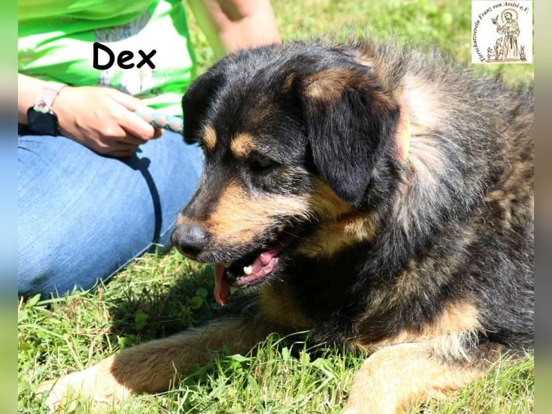 Dex – Schluss mit Geschwister-WG, her mit dem Einzelzimmer!