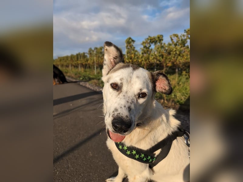 Ninja – Liebevolle Sanftmut trifft auf verspielte Lebensfreude!