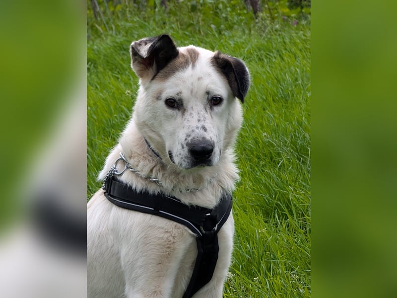 Ninja – Liebevolle Sanftmut trifft auf verspielte Lebensfreude!