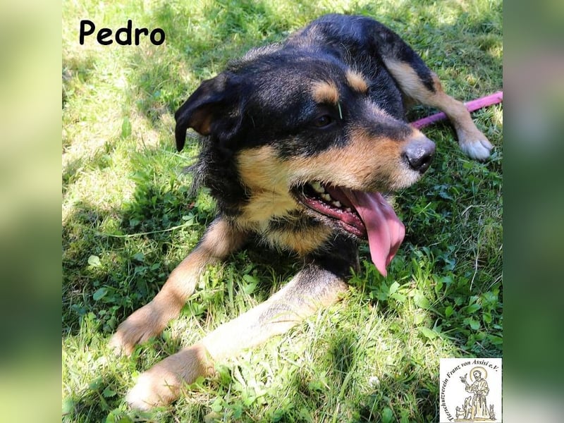 Pedro – Der Anfang von etwas Gutem! Pedro – Der Anfang von etwas Gutem!