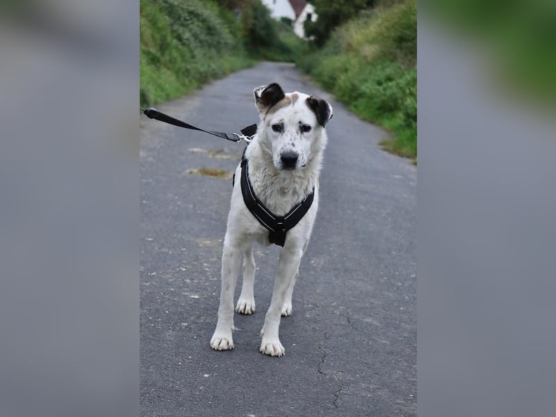 Ninja – Liebevolle Sanftmut trifft auf verspielte Lebensfreude!