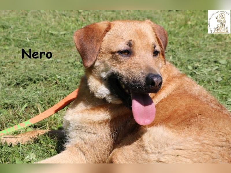 Nero – Weil Normal manchmal einfach perfekt ist!