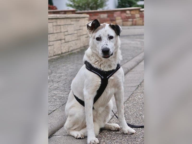 Ninja – Liebevolle Sanftmut trifft auf verspielte Lebensfreude!