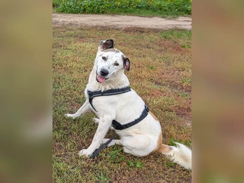 Ninja – Liebevolle Sanftmut trifft auf verspielte Lebensfreude!