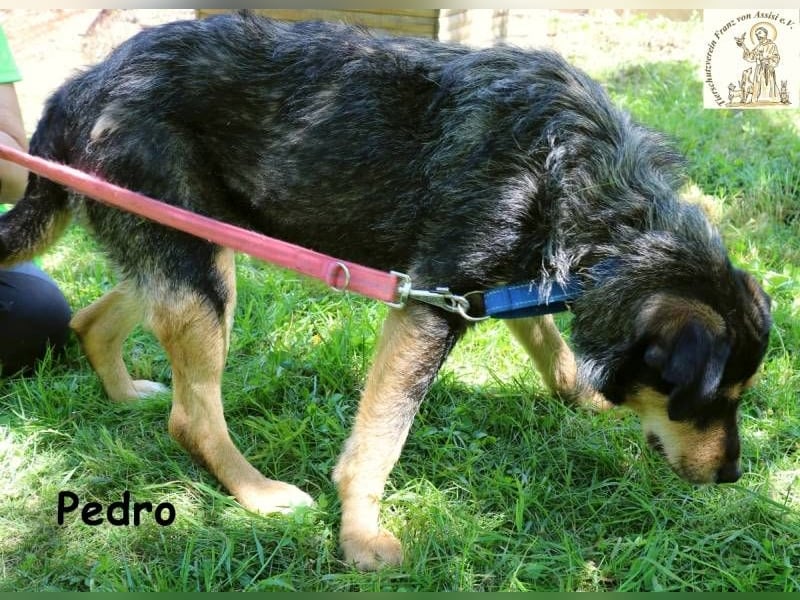 Pedro – Der Anfang von etwas Gutem! Pedro – Der Anfang von etwas Gutem!