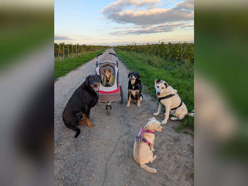 Ninja – Liebevolle Sanftmut trifft auf verspielte Lebensfreude!