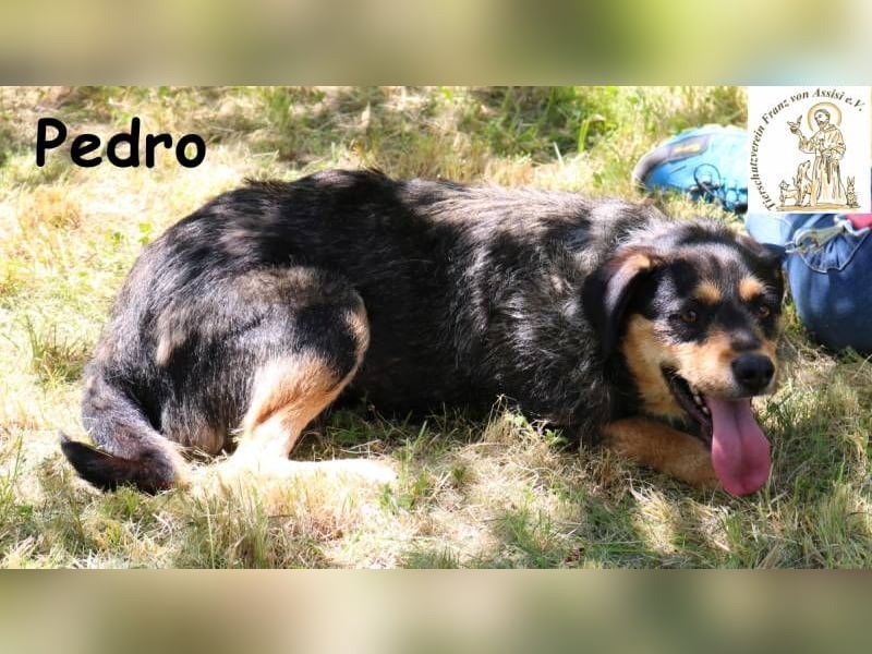 Pedro – Der Anfang von etwas Gutem! Pedro – Der Anfang von etwas Gutem!