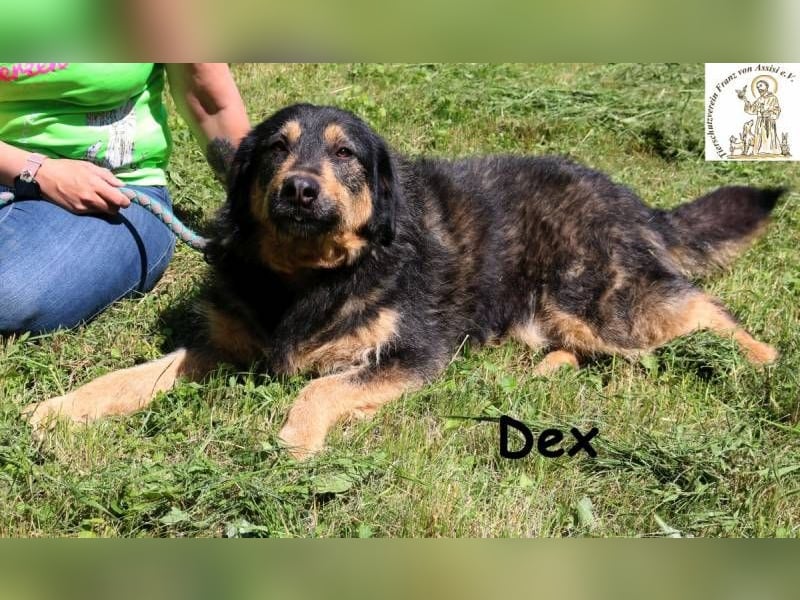 Dex – Schluss mit Geschwister-WG, her mit dem Einzelzimmer!