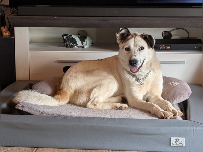 Ninja – Liebevolle Sanftmut trifft auf verspielte Lebensfreude!