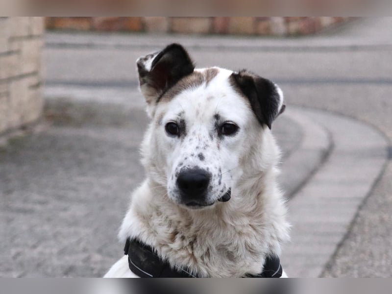 Ninja – Liebevolle Sanftmut trifft auf verspielte Lebensfreude!