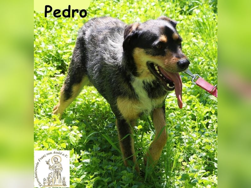 Pedro – Der Anfang von etwas Gutem! Pedro – Der Anfang von etwas Gutem!
