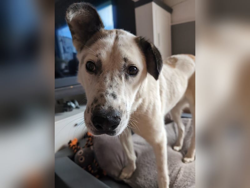 Ninja – Liebevolle Sanftmut trifft auf verspielte Lebensfreude!