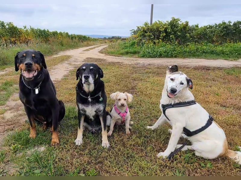 Ninja – Liebevolle Sanftmut trifft auf verspielte Lebensfreude!