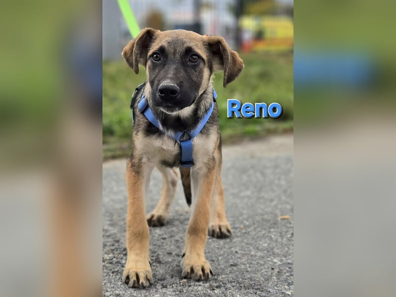 Reno♥️