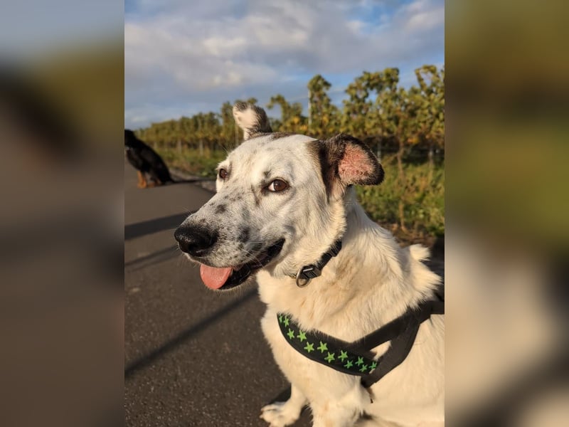 Ninja – Liebevolle Sanftmut trifft auf verspielte Lebensfreude!