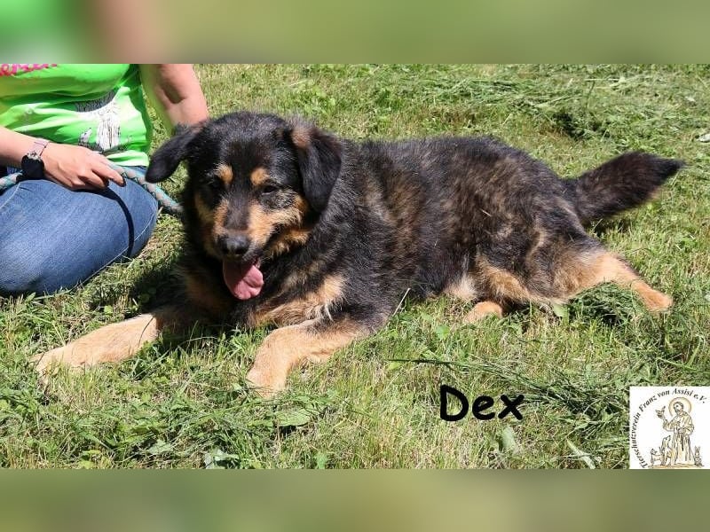 Dex – Schluss mit Geschwister-WG, her mit dem Einzelzimmer!