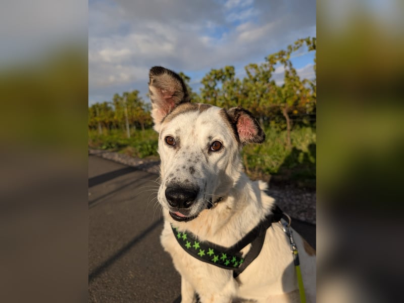 Ninja – Liebevolle Sanftmut trifft auf verspielte Lebensfreude!