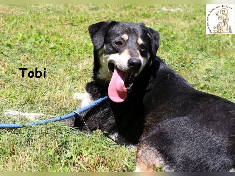 Tobi – er kennt den Zaun – und träumt vom Leben! Tobi – er kennt den Zaun – und träumt vom Leben!