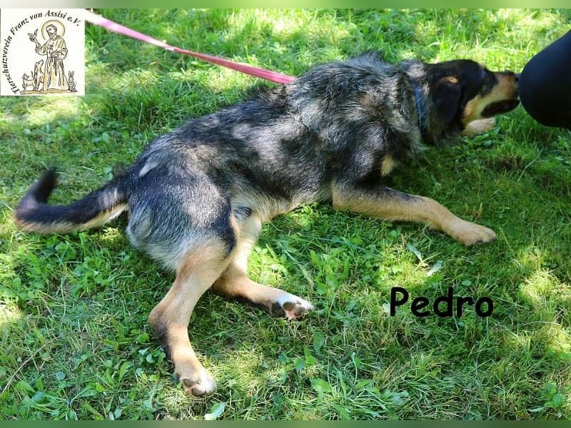 Pedro – Der Anfang von etwas Gutem! Pedro – Der Anfang von etwas Gutem!