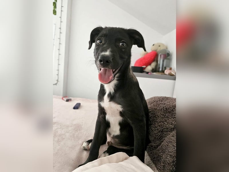 Zeno wird groß werden und sucht das passende Körbchen