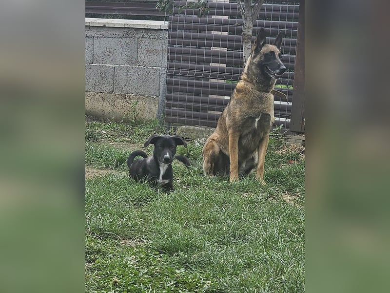 Zeno wird groß werden und sucht das passende Körbchen