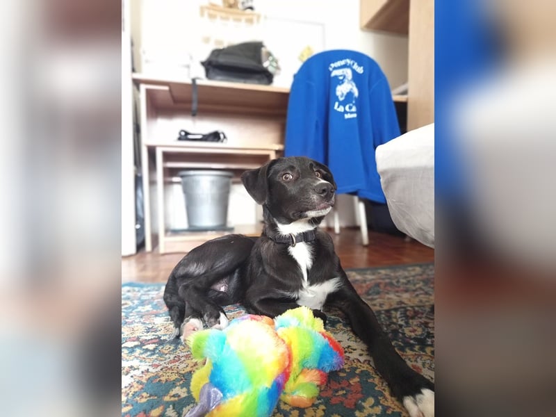 Zeno wird groß werden und sucht das passende Körbchen